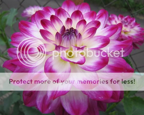 Dahlia - Magically Dun